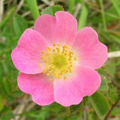 Briar Rose Fragrance Oil