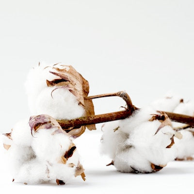 Clean Cotton Fragrance Oil