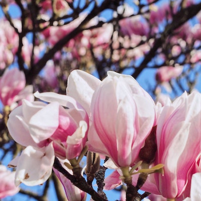 Magnolia In Bloom Fragrance Oil