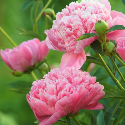 Springtime Peonies Fragrance Oil