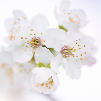 White Blossoms Fragrance Oil